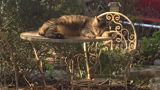 Austin Street Java and Muffin Haus