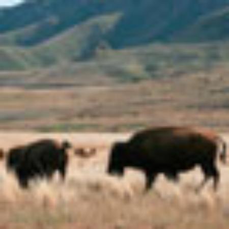 Krispy Krunchy Chicken