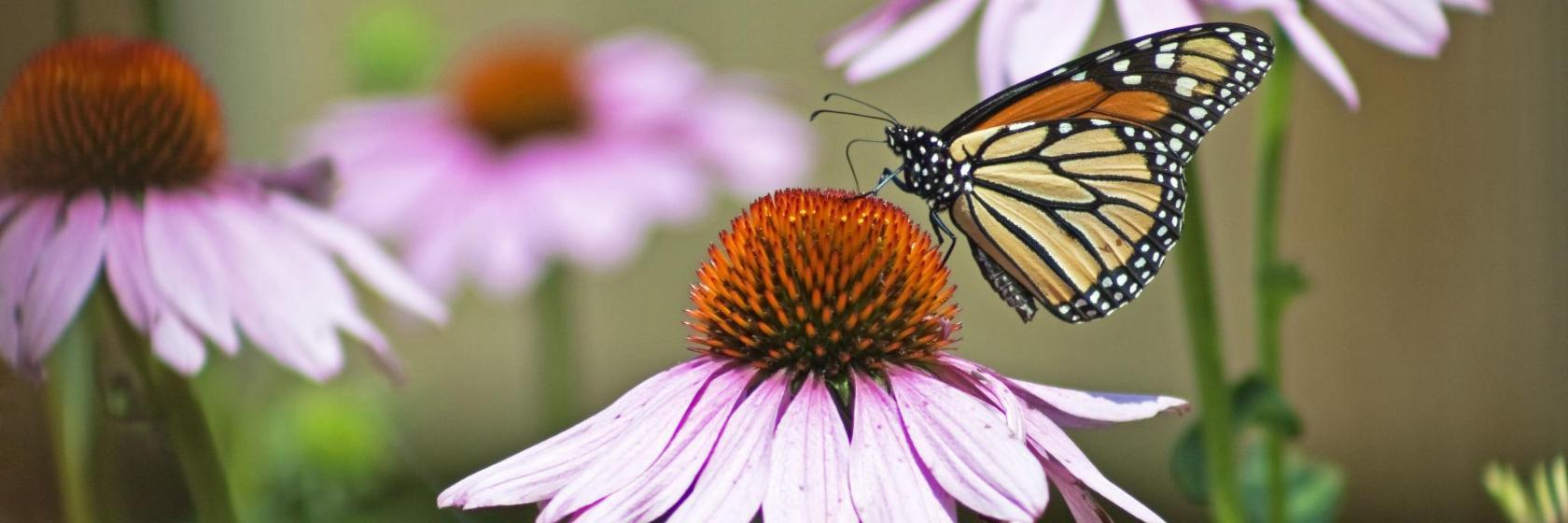 Cockrell Butterfly Center