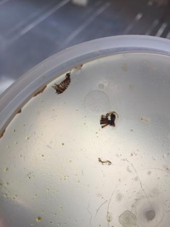 Lee's Garden Chinese Restaurant