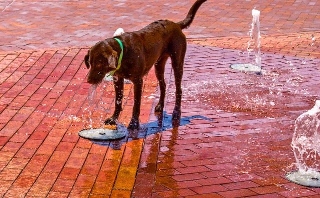 Triangle Commons Park