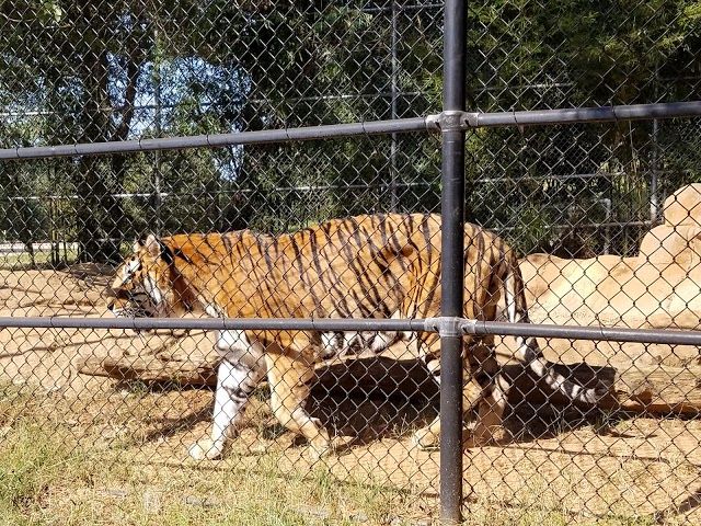 Tiger Creek Animal Sanctuary