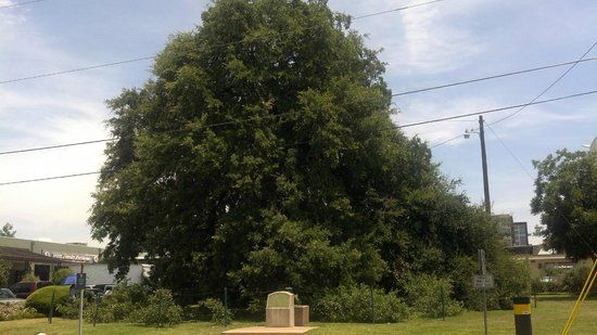 Treaty Oak Park