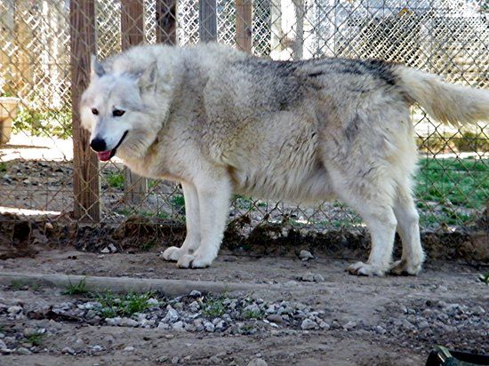 Saint Francis Wolf Sanctuary