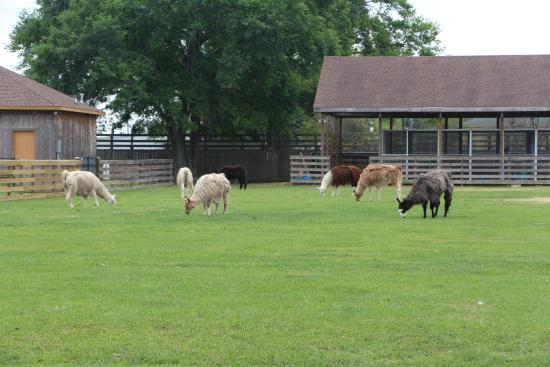 TGR Exotics Wildlife Park