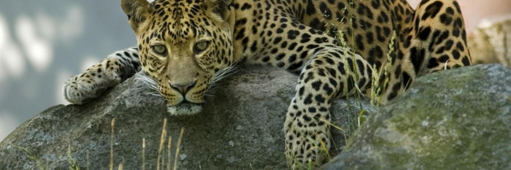 San Antonio Zoo and Aquarium