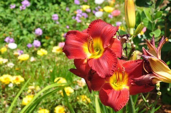 Captain Ron's Gator Park