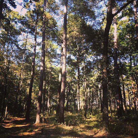 W. G. Jones State Forest